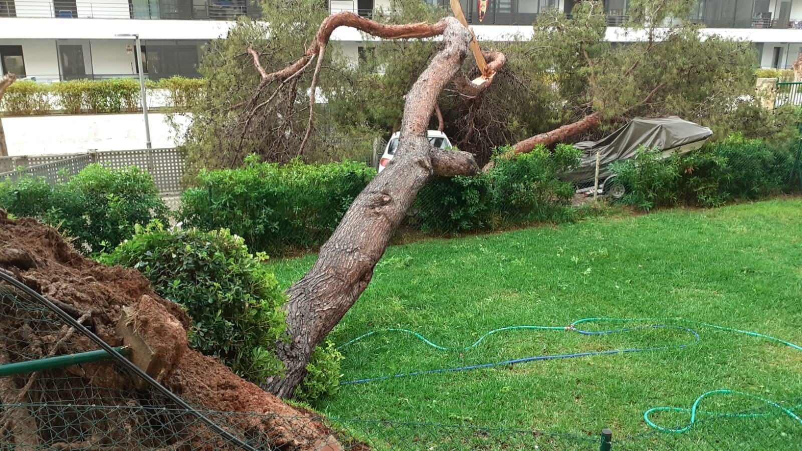 Imagen del árbol caído