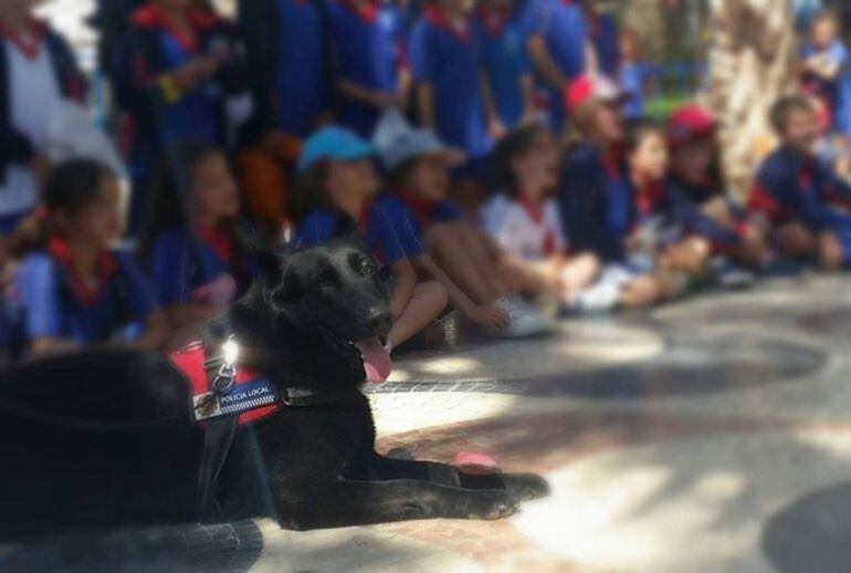 “X”, agente canino de la UCAN