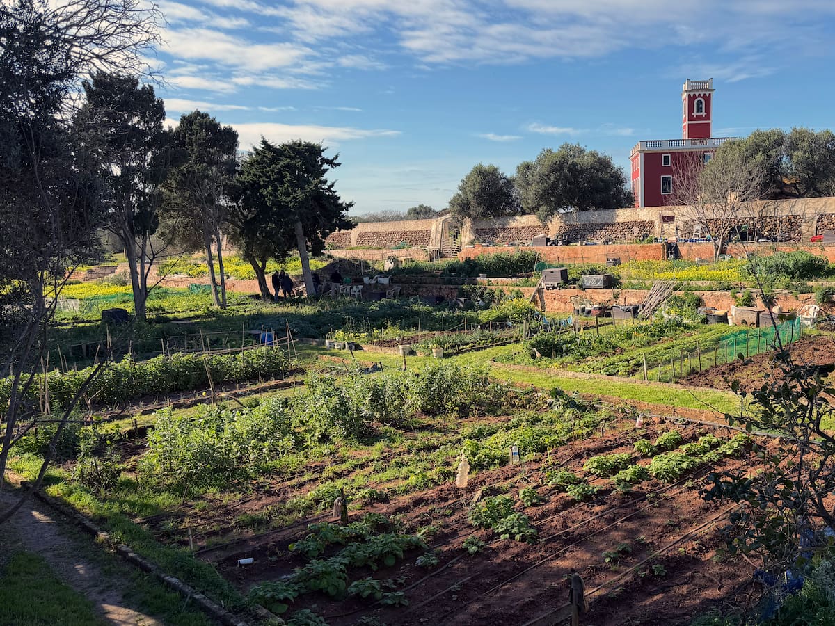 L’Ajuntament de Ciutadella adjudica 13 noves parcel·les als horts urbans de sa Vinyeta
