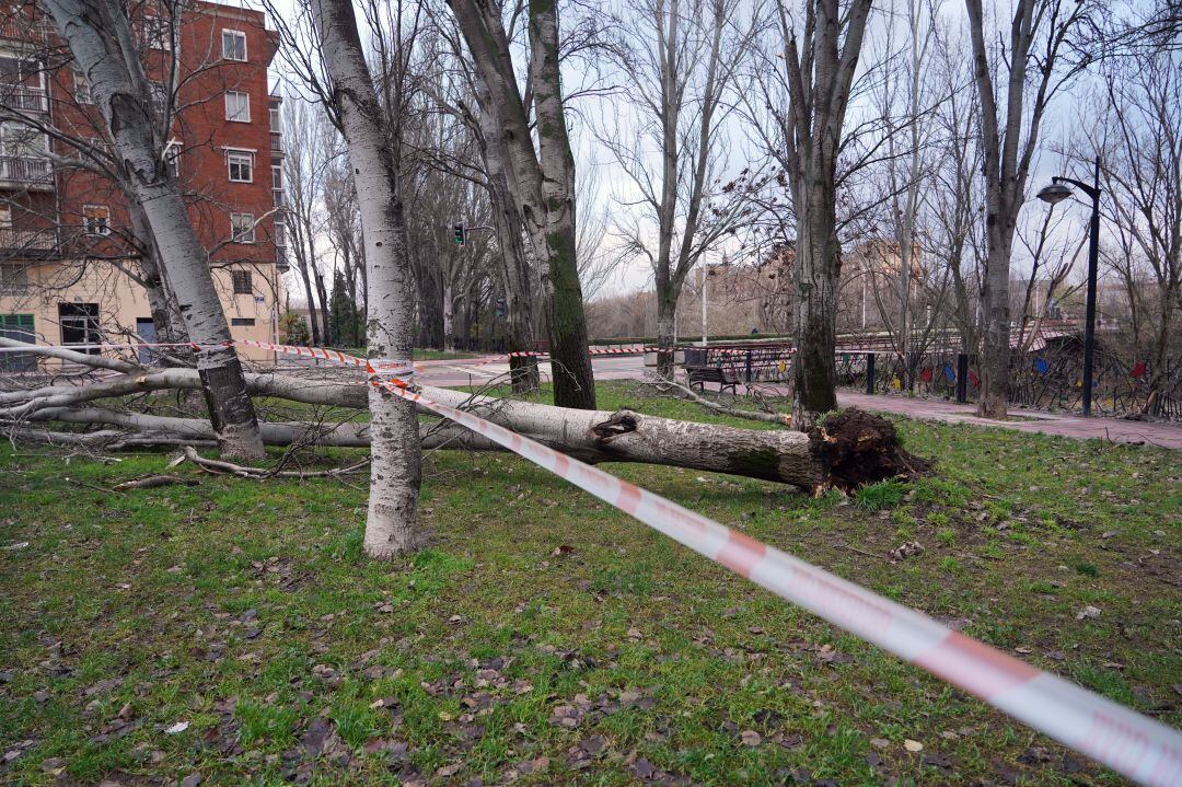 Fuertes rachas de viento parten un árbol en el Paseo de Extremadura en Valladolid