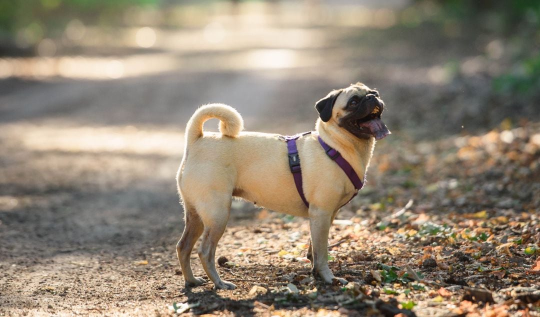 Un carlino durante un paseo.