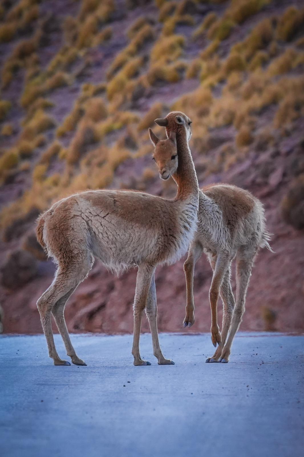 Llamas en el desierto de Atacama