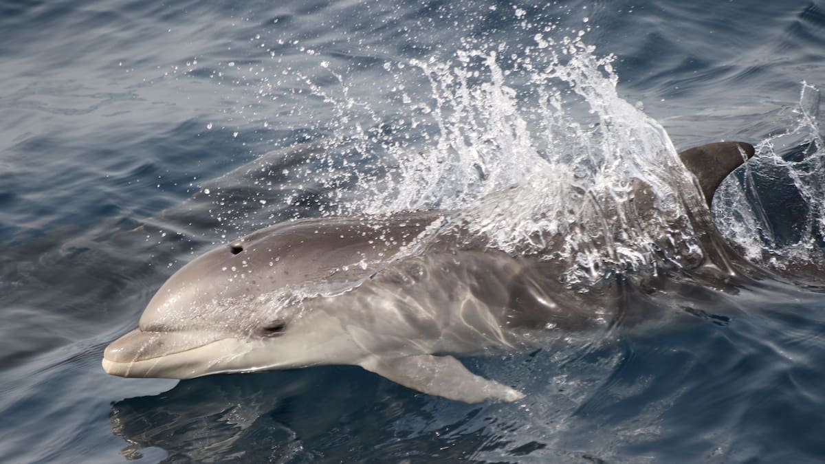 Avistamiento de cetáceos en el estrecho