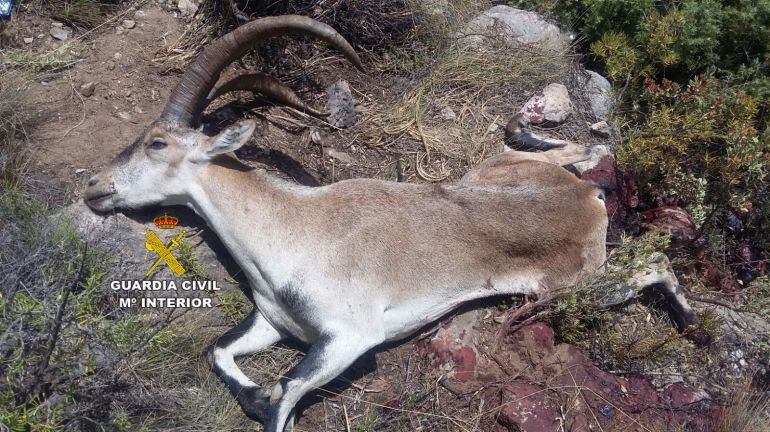 Uno de los animales asesinados por el detenido 