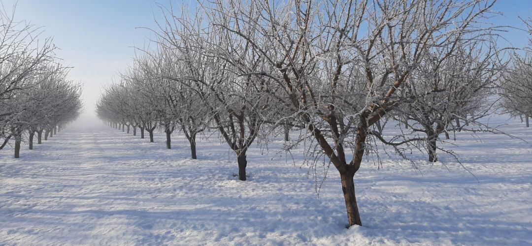 Almendro nevado en Albacete este mes de enero