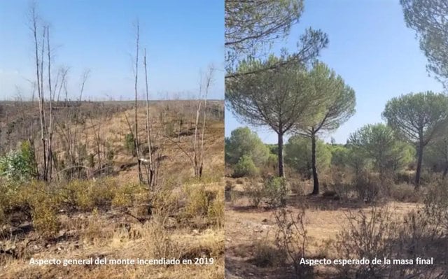 Imagen del bosque de Trigueros (Huelva) tras el incendio y del resultado esperado tras la reforestación