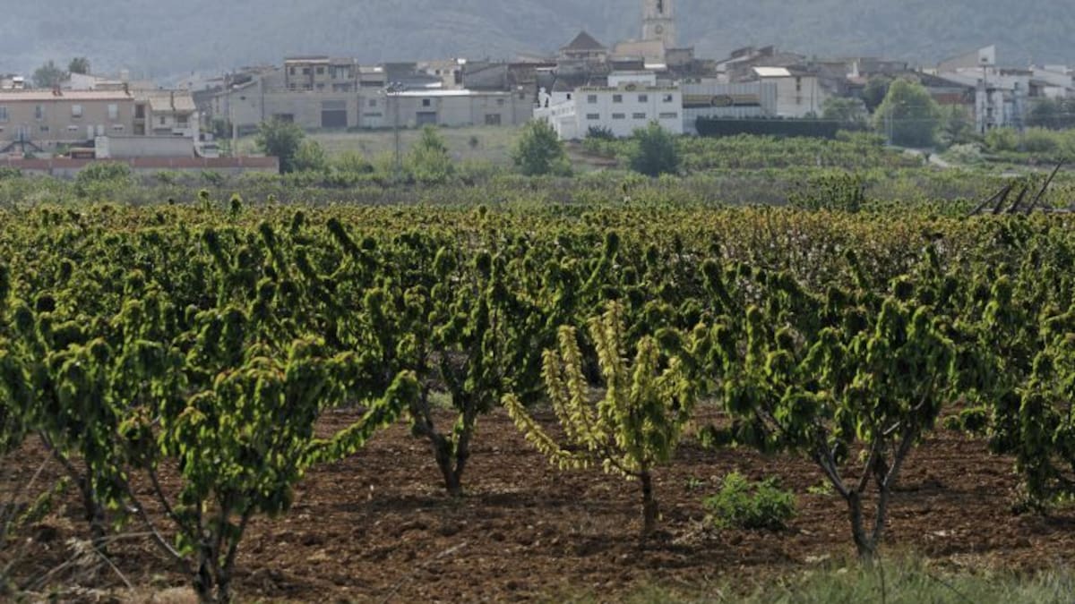 Agricultores y expertos del clima temen la pérdida de cultivos por los cambios de temperatura