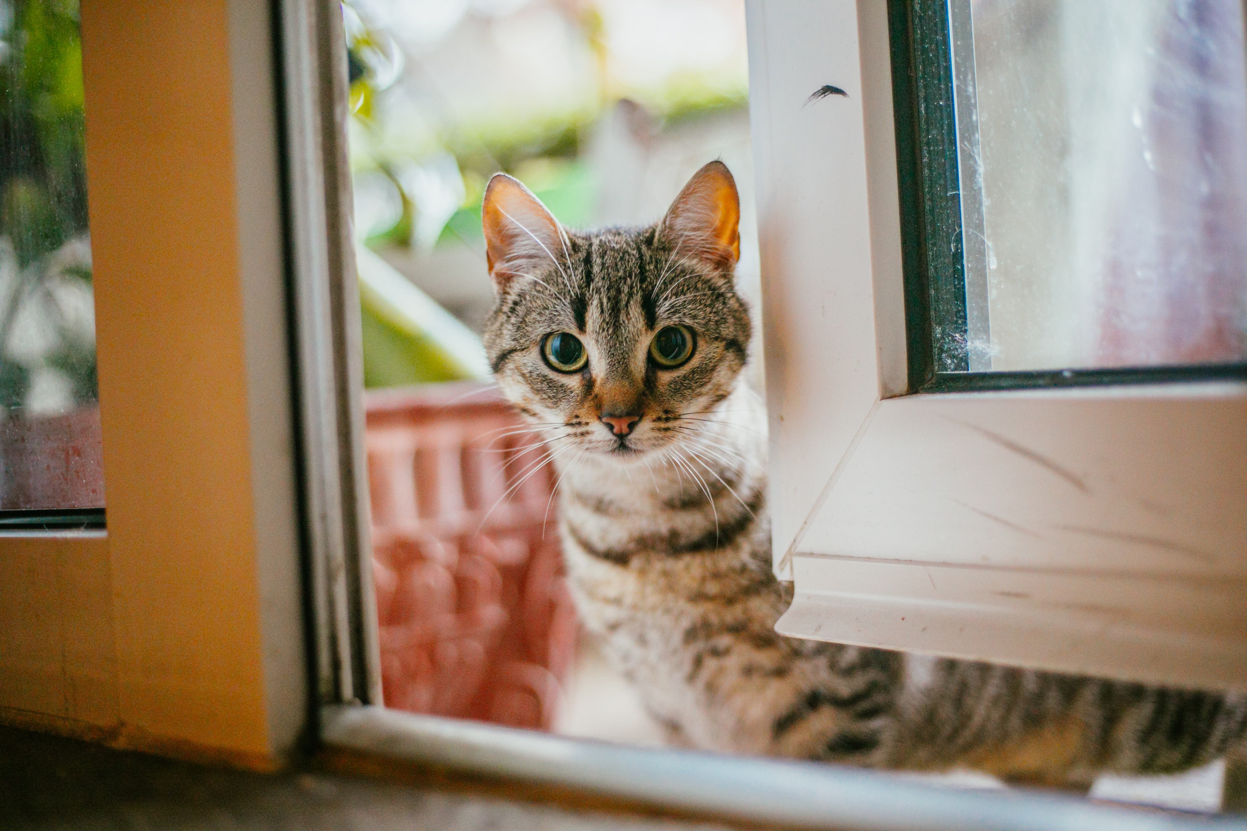 Fotografía de un gato asomado a una ventana. Archivo.