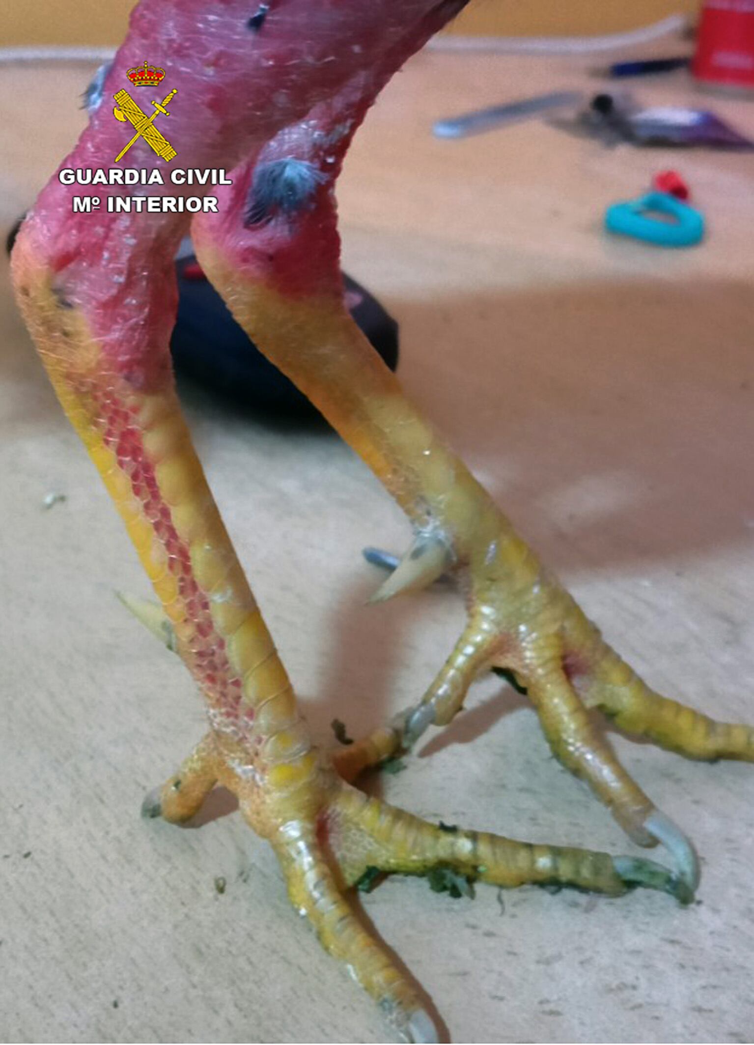 Los gallos presentaban espolones afilados