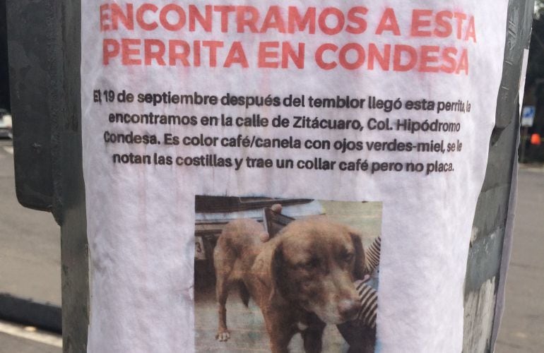 Carteles de búsqueda de mascotas perdidas durante el temblor.