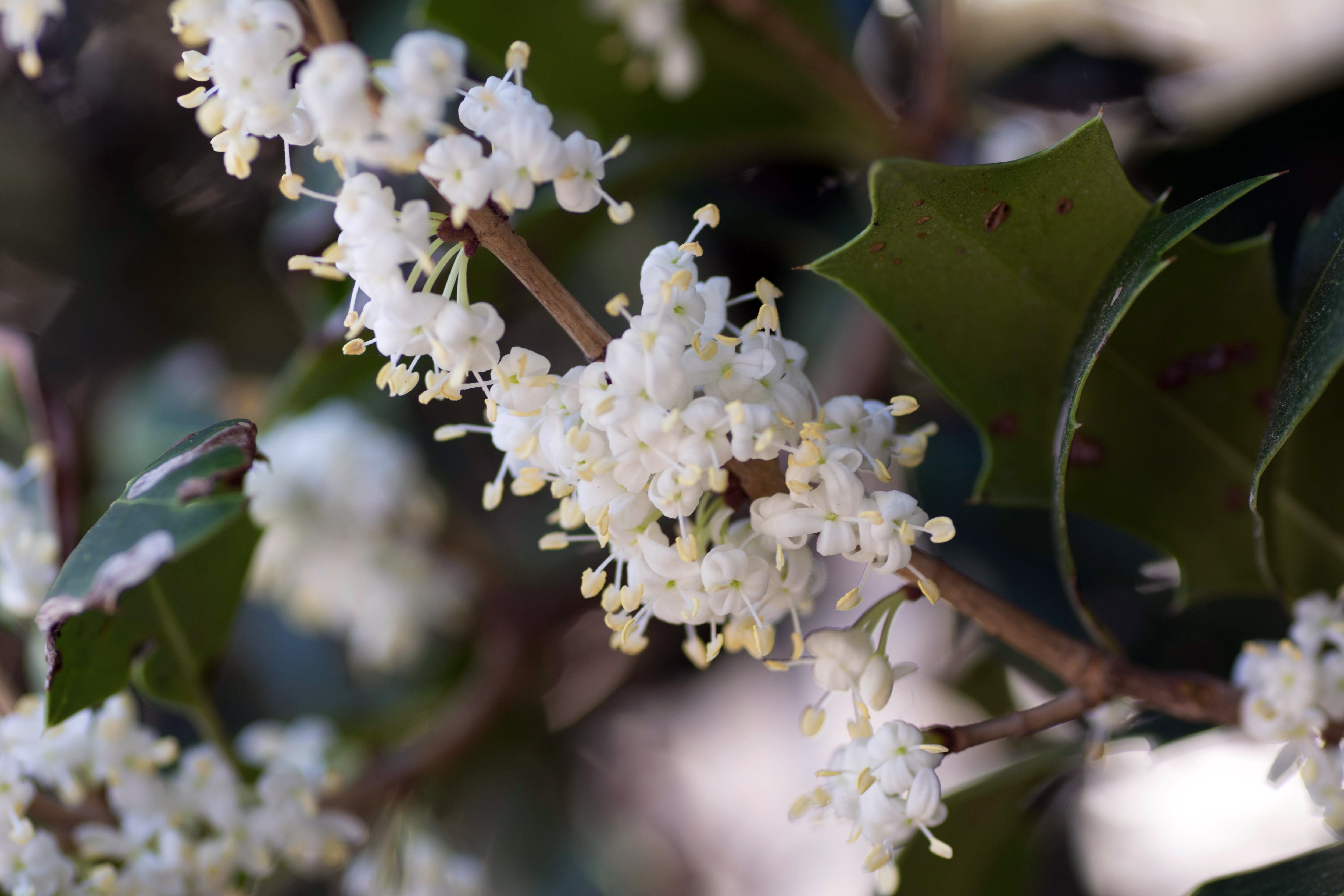 Osmanthus heterophyllus