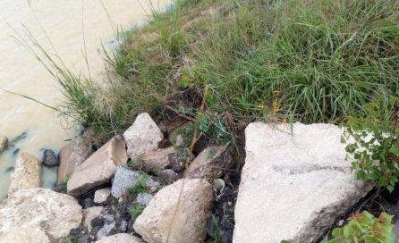 ¿Puedes encontrar al pato oculto?