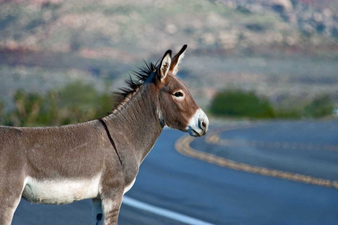 Un burro mira la carretera 