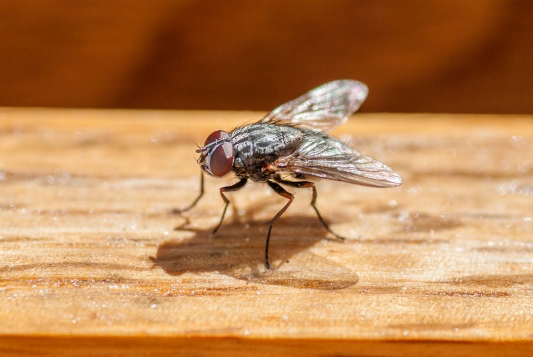 Una mosca, sobre una mesa de madera. 