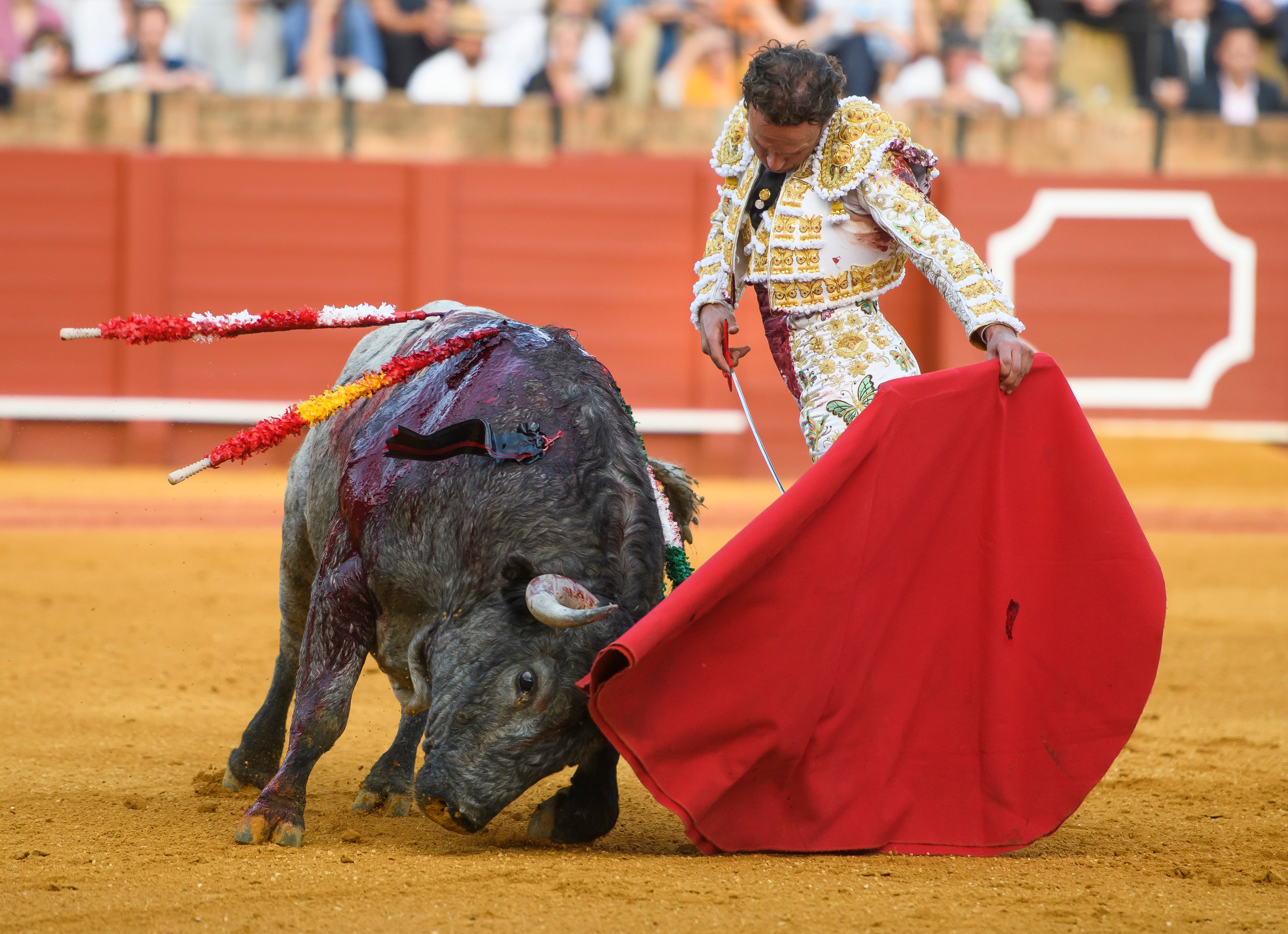 SEVILLA, 30/04/2022.- El diestro Antonio Ferrera con su tercer toro de la tarde en un mano a mano con Miguel Ángel Perera en la Plaza de La Maestranza de Sevilla, y al que ha cortado una oreja. EFE/ Raúl Caro.
