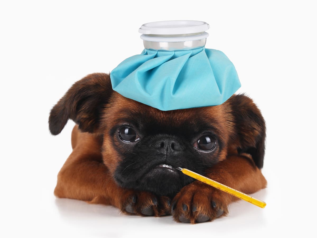 Enfermedades endocrinas en perros y gatos