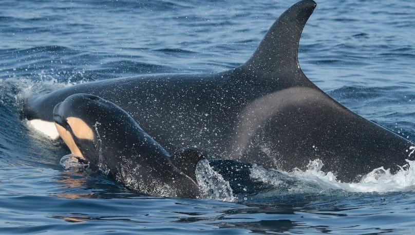 Las orcas viajan desde el Estrecho de Gibraltar hacia el Atlántico Norte