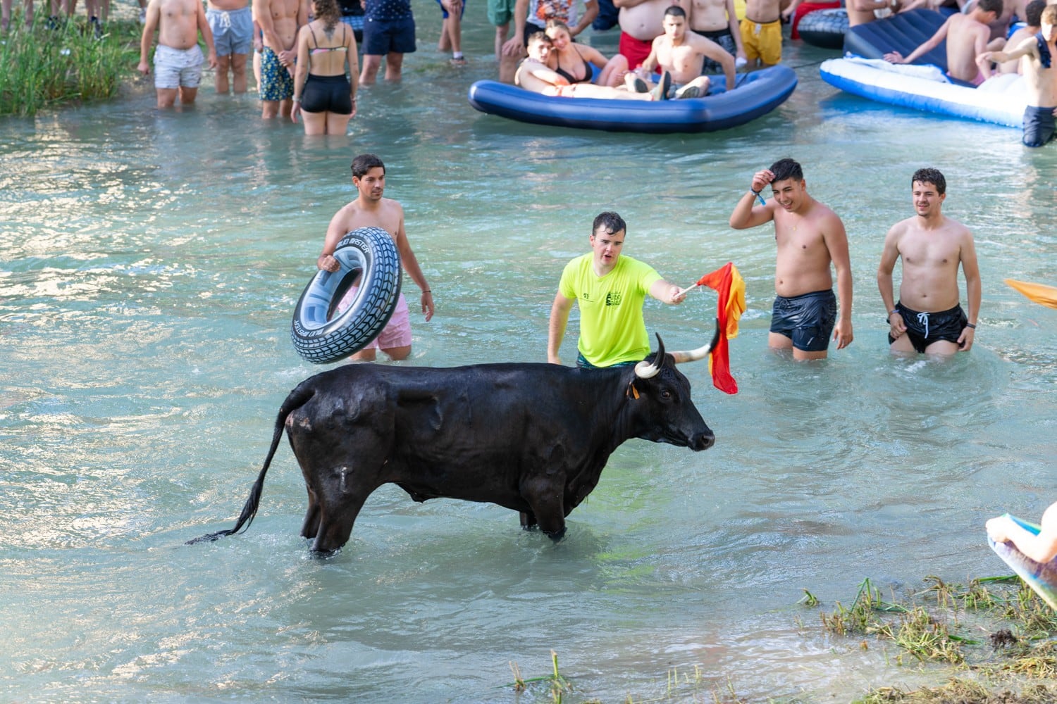 Vacas por el Tajo en Trillo