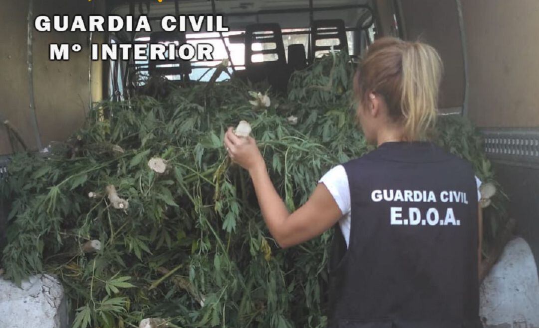 Plantas incautadas en la Operación &#039;Charco&#039;