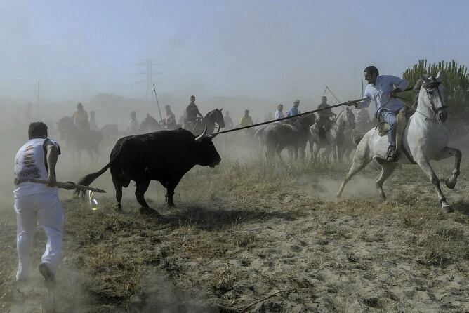 La celebración del Toro de la Vega del pasado 2012