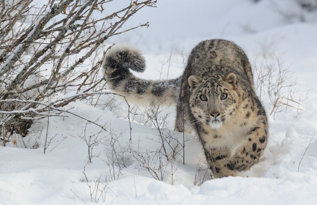 Descubre dónde se esconde el leopardo de las nieves.