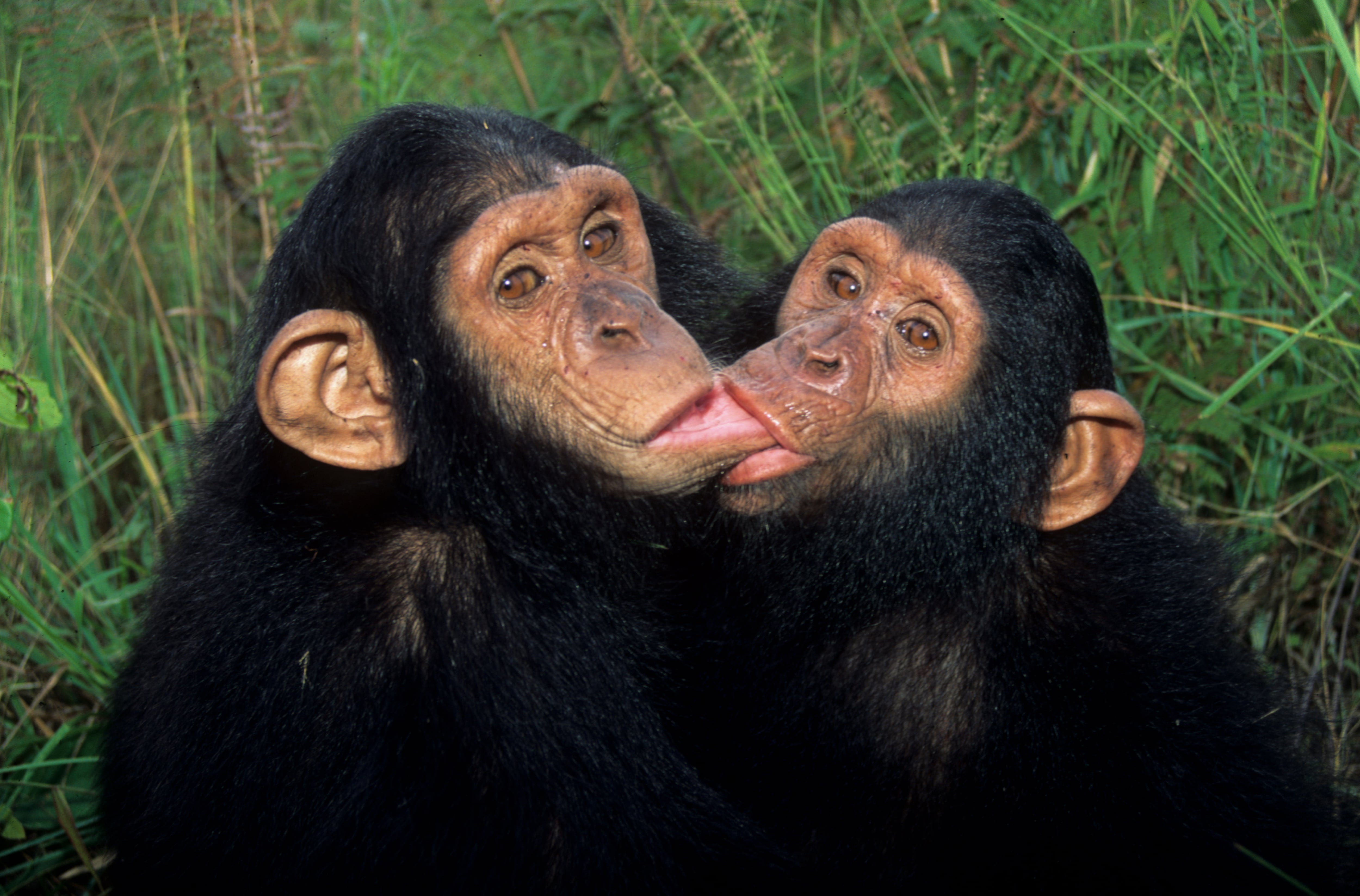 Imagen de archivo de dos chimpancés