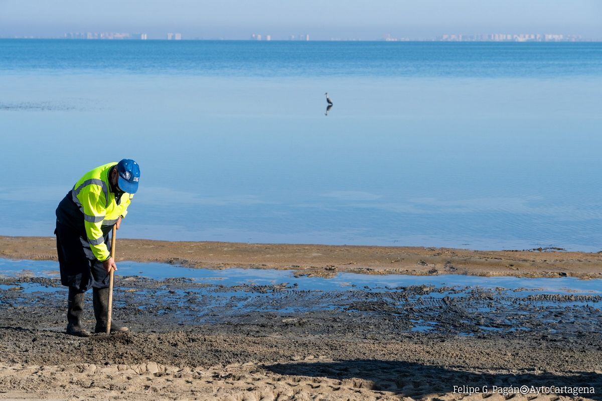 Retirada de biomasa del Mar Menor