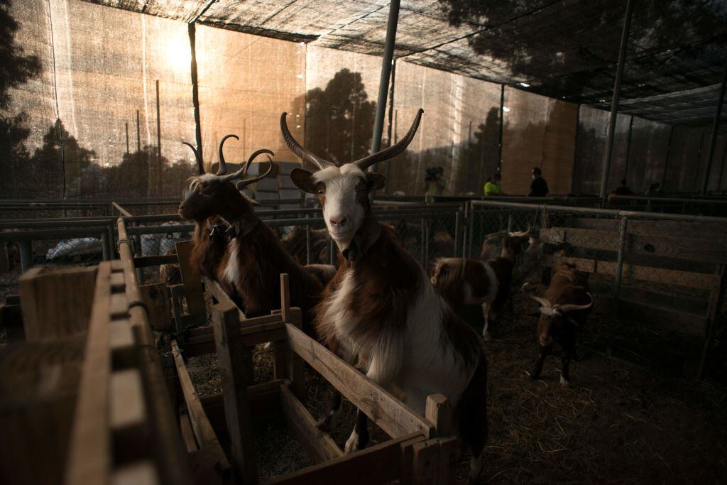 Según el último registro de la Consejería de Agricultura correspondientes al año 2020, Canarias cuenta con 19.684 cabezas de ganado bovino, 40.986 de porcino, 202.887 cabezas de ganado caprino y 40.895 de ovino.