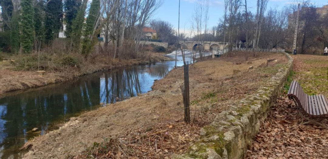 Tala de árboles en la ribera del río Carrión a su paso por Palencia