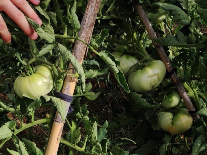 Tomate rosa de Alcolea en Córdoba, aún madurando en la tomatera de Inspira Rural