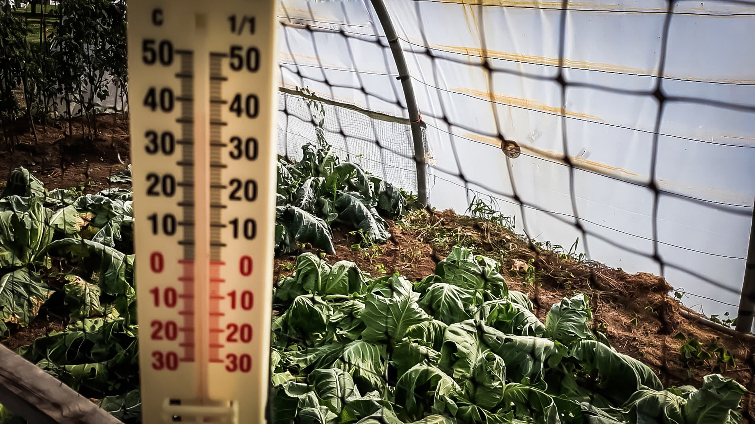 Collard greens and tomatoes in a greenhouse with a thermometer in the foreground to measure the ambient temperature. High temperature concept for crops