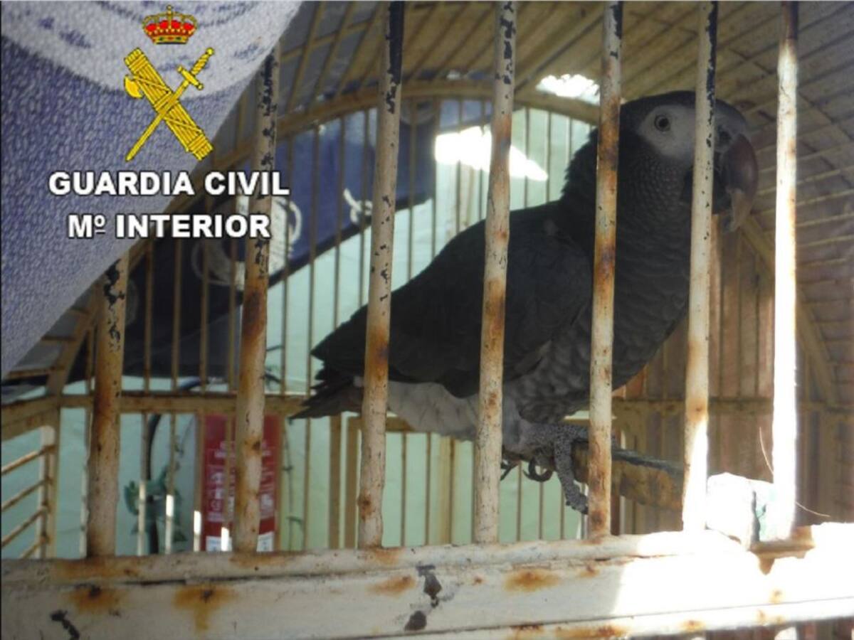 El Seprona recupera en Lanzarote un ave protegida y en peligro de extinción