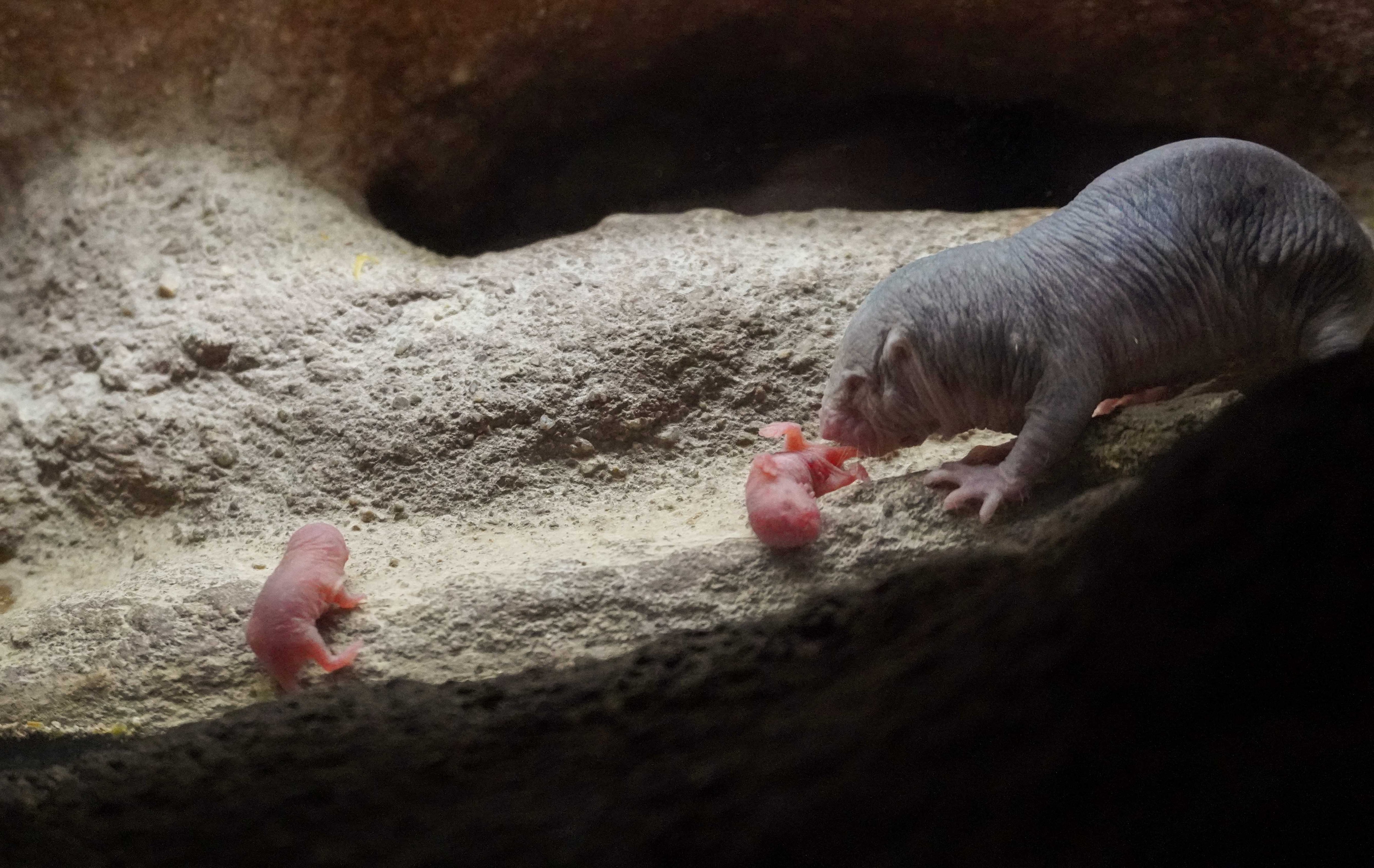 Crías de ratas topo en BIOPARC València