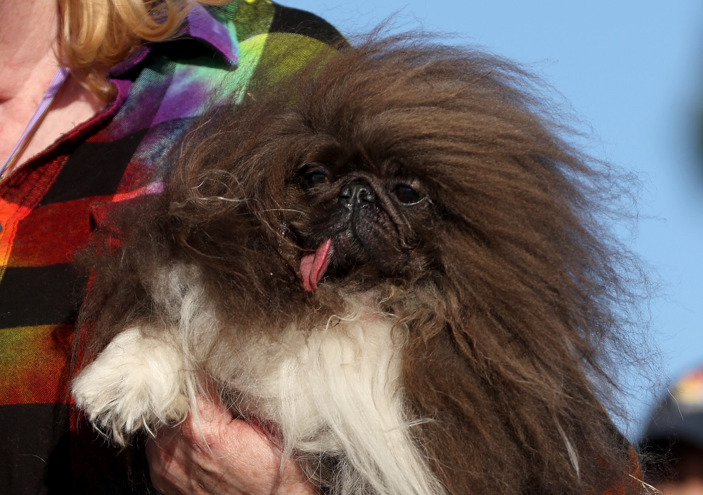 El pekinés Wild Thang se corona como campeón de la edición.