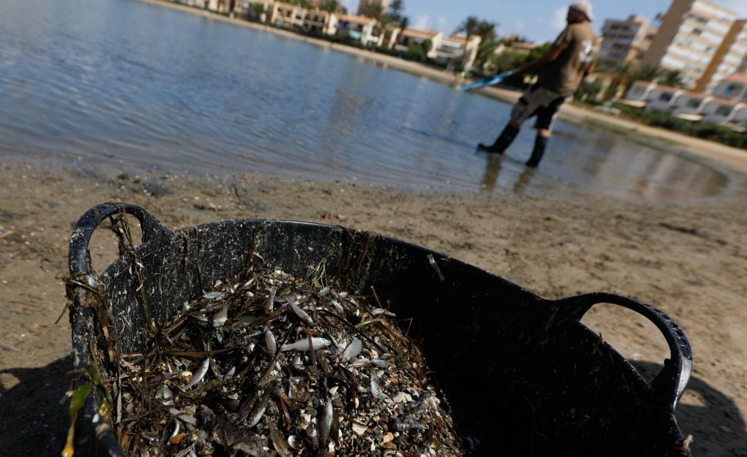 Peces muertos en el Mar Menor 