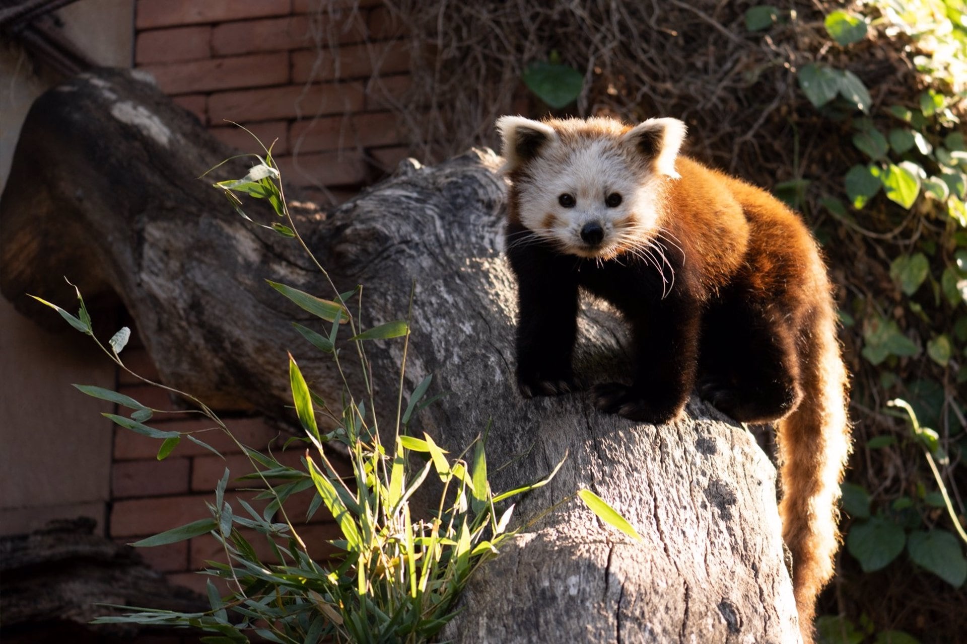 Panda rojo.
Panda rojo