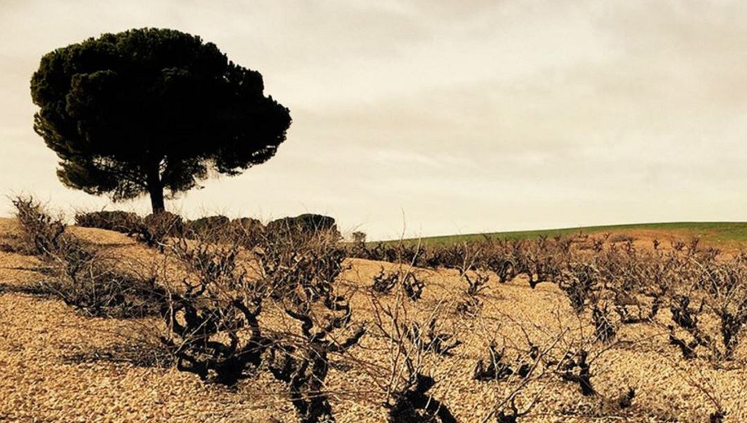 Los viñedos de esta bodega se extienden por el término de Ledaña (Cuenca).