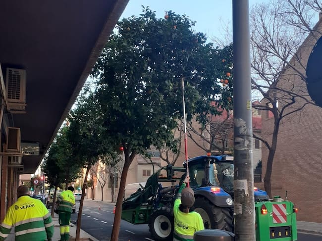El Ayuntamiento retira 340.000 kilos de naranjas de los naranjos ornamentales de la ciudad
