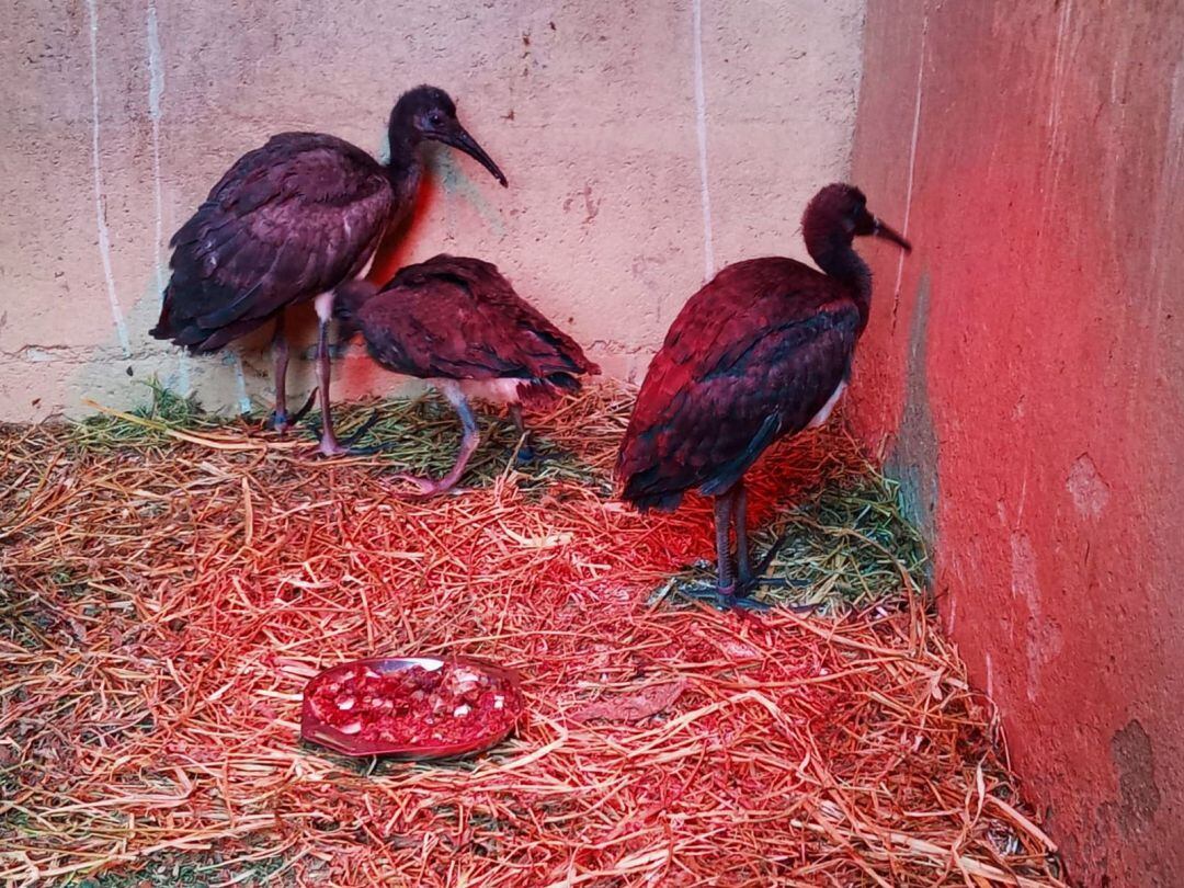 Tres de los nuevos Ibis del Zoobotánico de Jerez