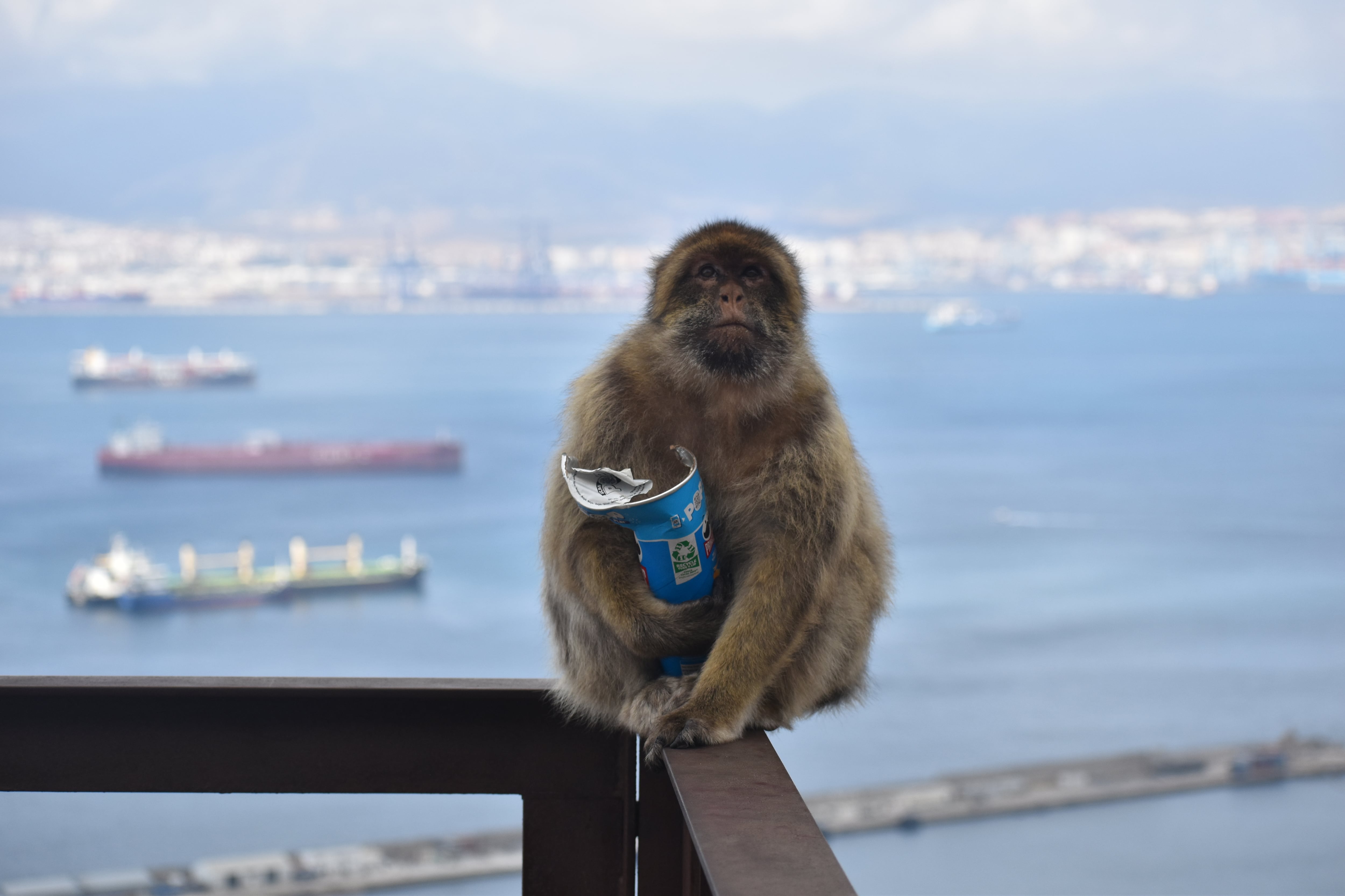 Un macaco de Gibraltar con un tubo de patatas fritas Pringles | Crédito: Martin Nicourt / Proyecto de Macacos de Gibraltar