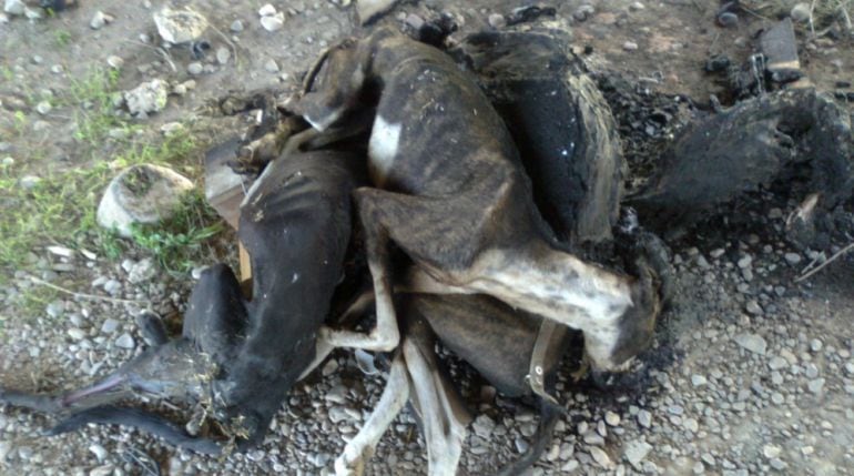 Los galgos son una víctima habitual del maltrato animal. 