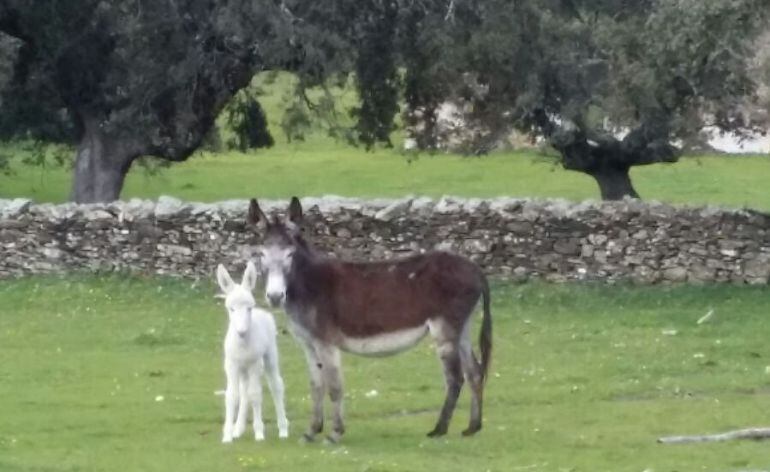 Nevado es el último burrito que espera adopción en el Norte de Extremadura, ha nacido hace pocos días.