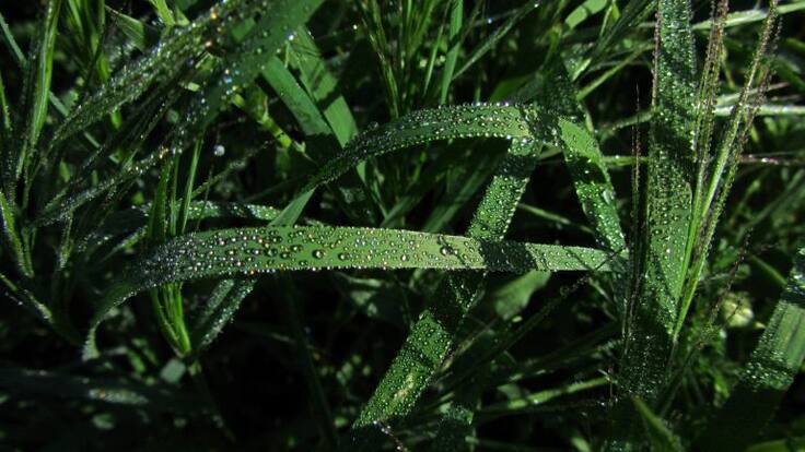 Entreivsta con Miguel Pérez Aguilar, de Coag Cádiz