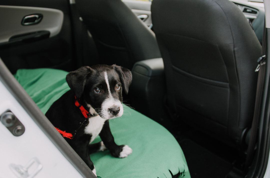 Evita dejar a tu mascota dentro del vehículo.