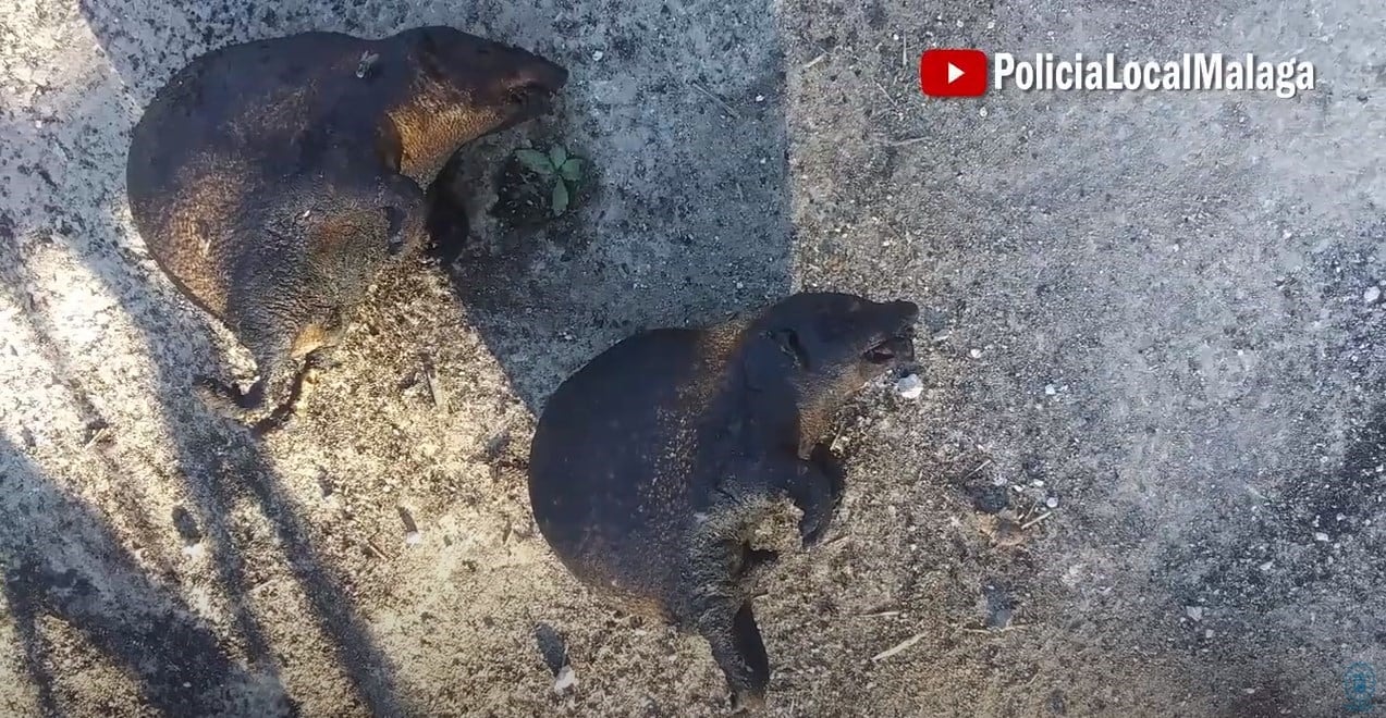 Dos de los erizos calcinados durante el suceso en Málaga