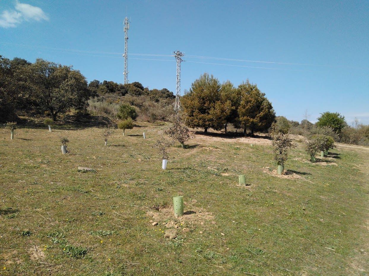 El objetivo de la actividad es repoblar una zona de la Sierra de San Quílez