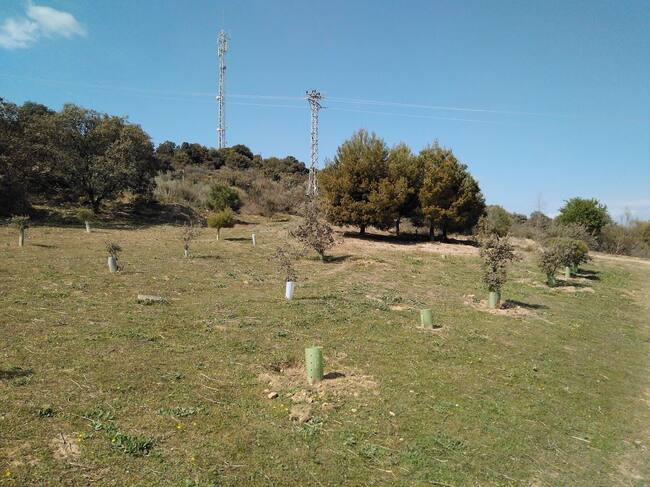 El objetivo de la actividad es repoblar una zona de la Sierra de San Quílez
