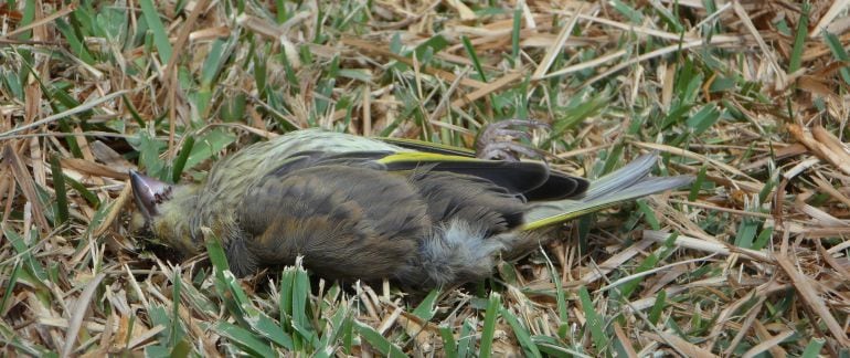 Pájaro muerto