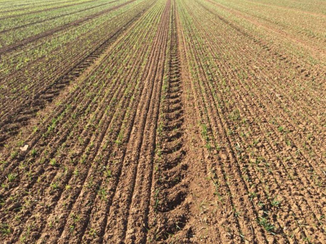 Les poques pluges afecten molt negativament el camp de Menorca.