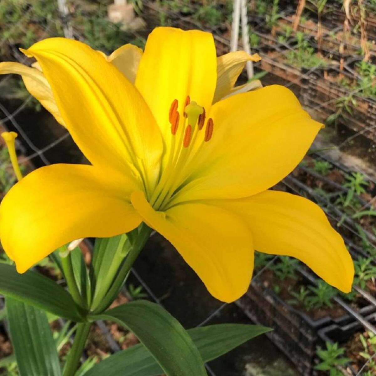 Los viveros de Murcia florecen con el agua del Trasvase Tajo-Segura